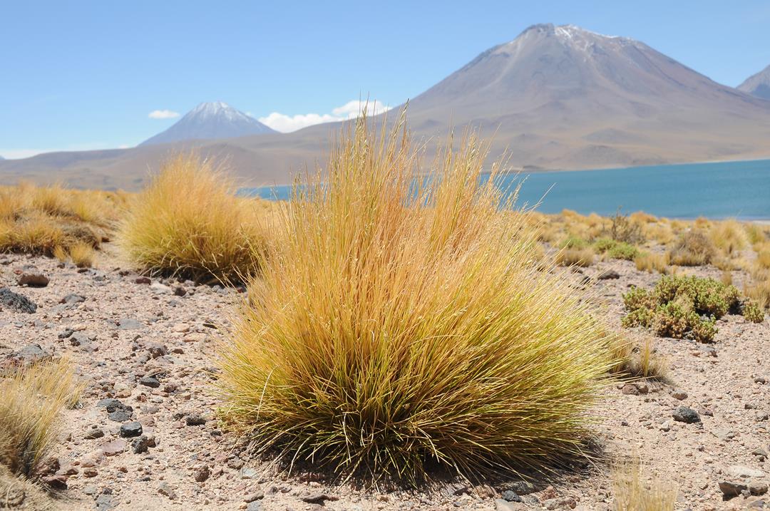 169   Chile